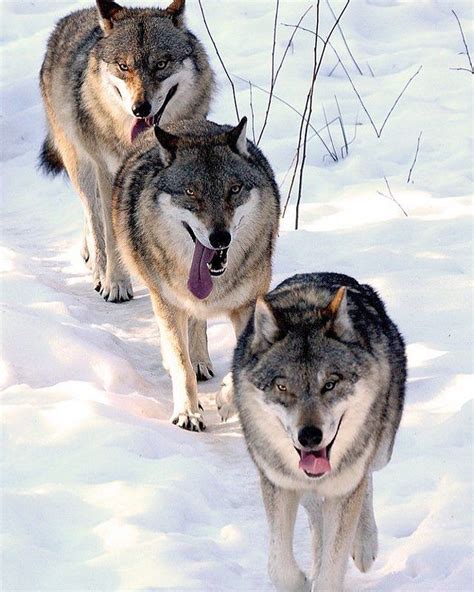 🇮🇹 I Lupi Si Muovono In Branco 🐺 🇬🇧 Wolves Move Themselves In Pack