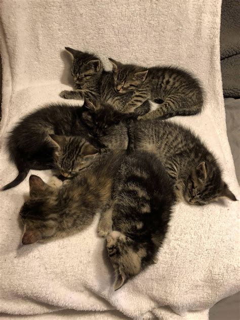 Pile Of Sleeping Kittens Raww