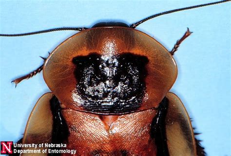Cockroaches Department Of Entomology