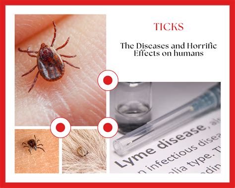 Effects Of Ticks On Humans Sydneys Best Pest Control