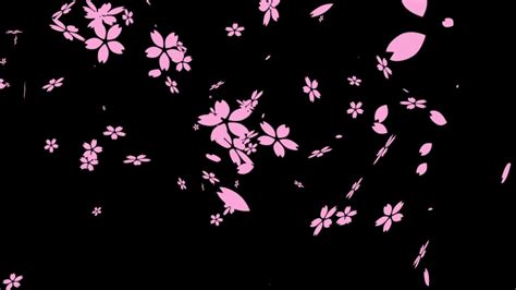 Sakura Cherry Blossom Falling Animation Stock Footage Video 100