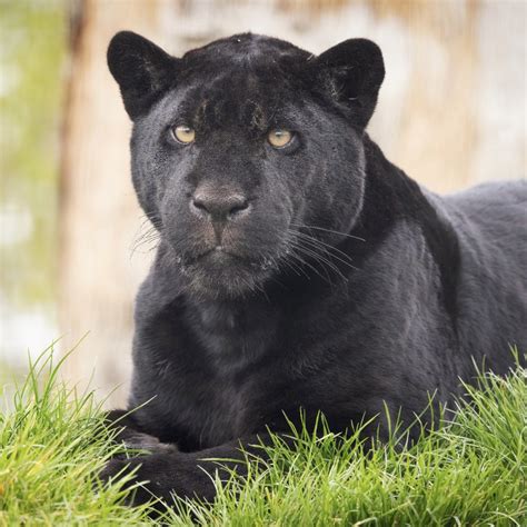 Black Jaguar Cub Turns 1 Year Old The Big Cat Sanctuary