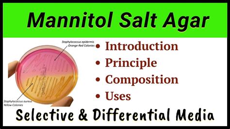 Mannitol Salt Agar Msa Youtube