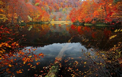 Landscape Nature Tree Forest Woods Autumn Reflection Lake