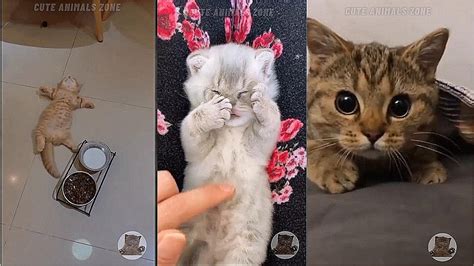 🥺cute Animals🐕funny Animals🐱funny Videos🥵słodkie Zwierzaki🐨kompilacja