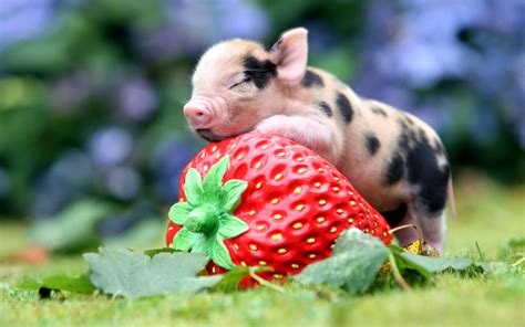 Pig And Strawberry Wallpaper For Widescreen Desktop Pc 1920x1080 Full Hd