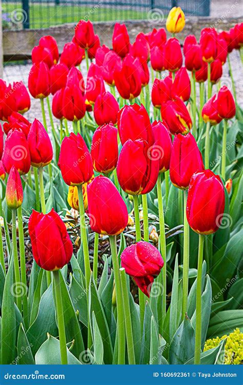 Bright Red Tulips Blossoms And Buds Growing In Garden Sunlight Stock