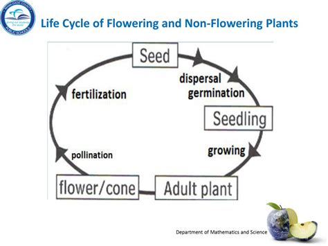 Compare The Life Cycles Of Flowerless Seed Plants And Flowering Best