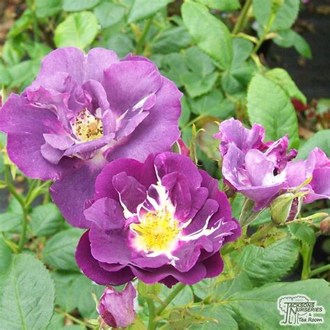 Xxx Pics Rose Rhapsody Telegraph