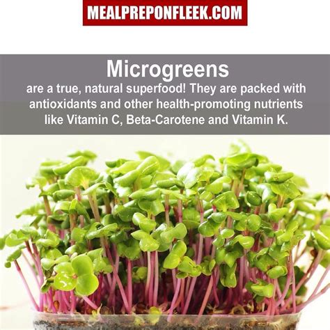 Have You Ever Used Microgreens If Not You Need To Check Out All