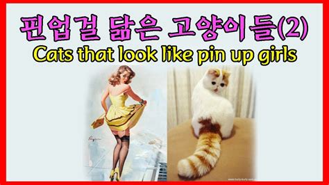 핀업걸 포즈 따라하는 귀여운 고양이 2 Cats That Look Like Pin Up Girls 2 Youtube
