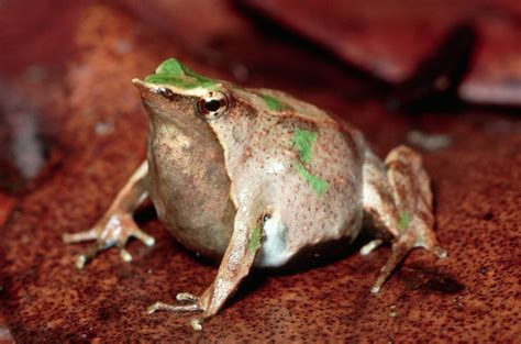 50 Frog Facts About These Little Leaping Creatures