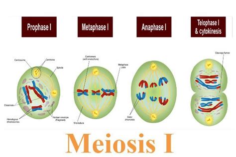Fases De La Meiosis Profase 1 Dinami