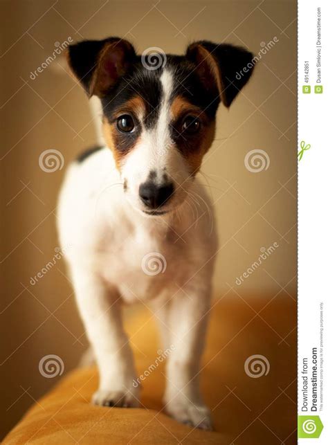 Jack Russell Terier Stock Image Image Of Pets Bestfriend 49142851