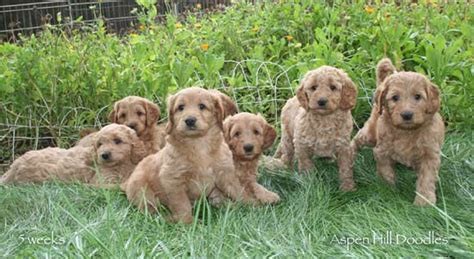 We have all the shades that golden retrievers come in. Goldendoodle Puppies from Colorado