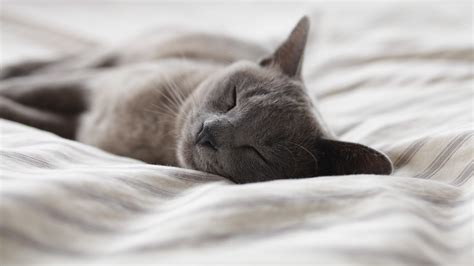 Photography Cat Bed Sleeping Wallpapers Hd Desktop And Mobile