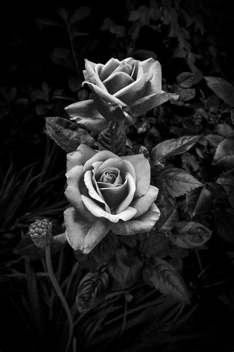 Pin By November~ On Dark Beauty~ Black And White Roses Black Rose