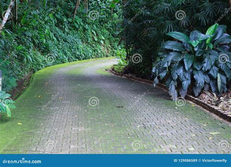 Colorful Fresh Bright Green Moss Walking Trail Route In The Green