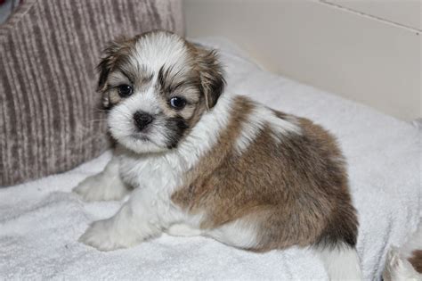 Lhasa Apso Pennys Pups From Birth To New Homes Mollys Puppys 5