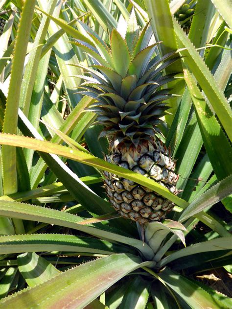 How To Grow Pineapple Growing Pineapple Plant In Containers Caring Naturebring