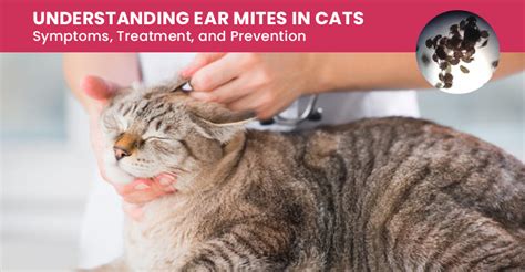 Cat Ear Mites Symptoms Treatment And Prevention