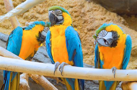 Fotos Gratis Pájaro Fauna Silvestre Zoo Pico Animales Vertebrado