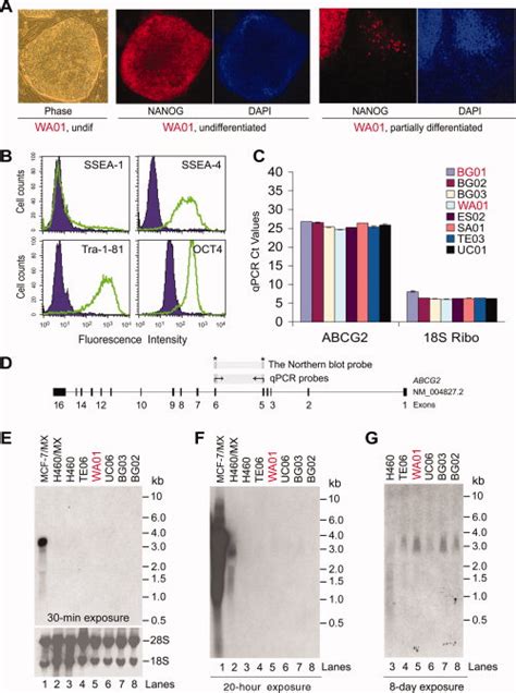 Human Embryonic Stem Cell Hesc Characterization And Abcg2 Mrna