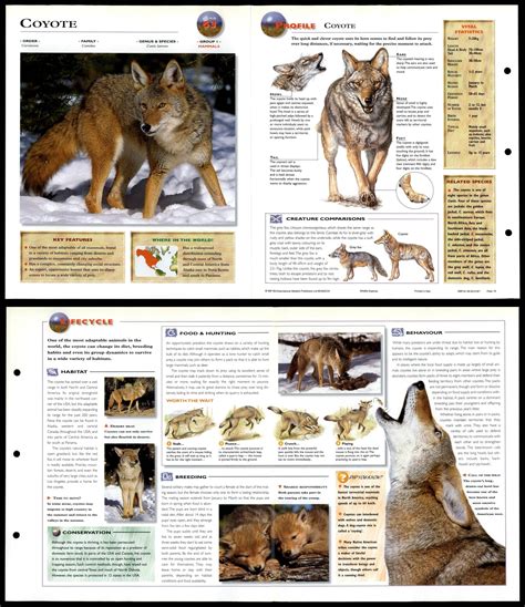 Coyote Mammals Wildlife Explorer Fold Out Card