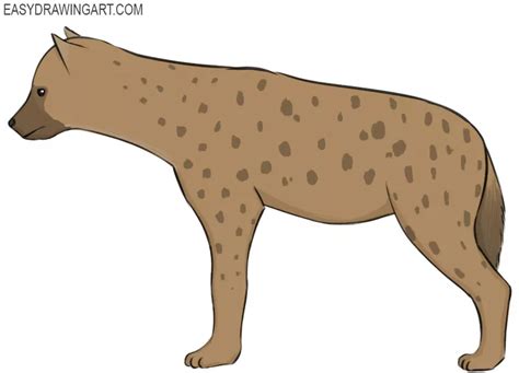 How To Draw A Hyena Easy Drawing Art
