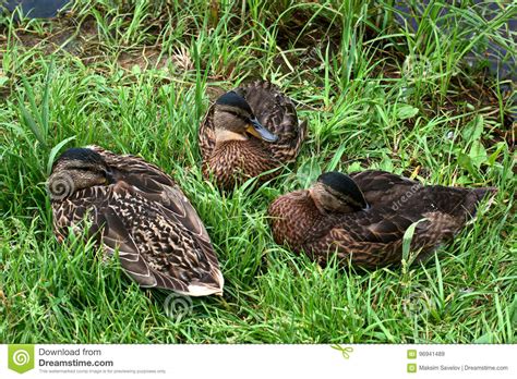 Three Sleeping Ducks Stock Image Image Of Female Horizontal 96941489