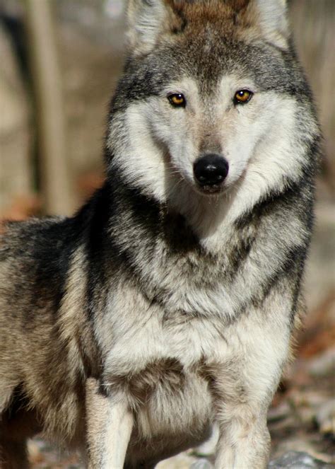 Mexican Gray Wolves And The Right To Be Wild Wolf Conservation