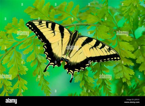 Eastern Tiger Swallowtail Butterfly Papilio Glaucus Stock Photo Alamy