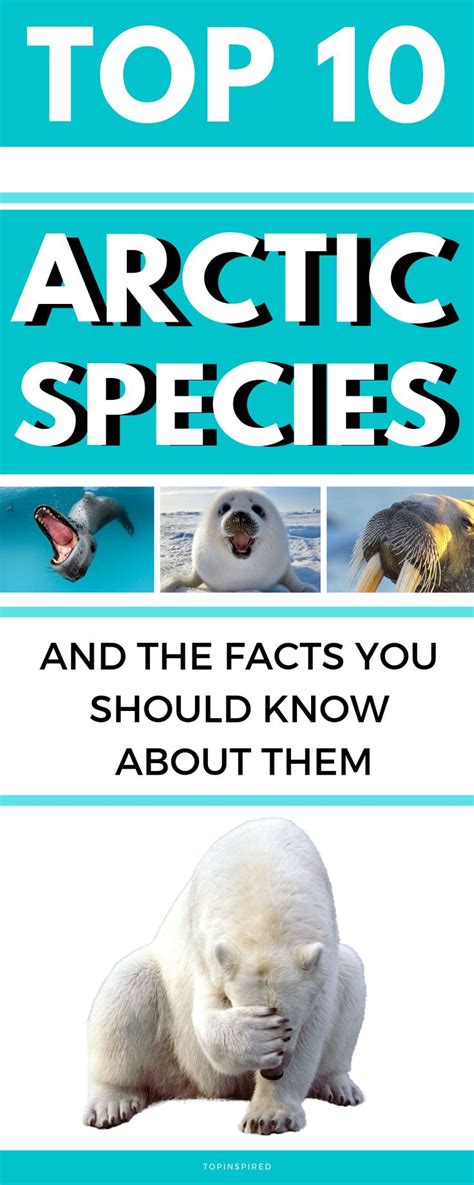 Top 10 Arctic Species And The Facts You Should Know About