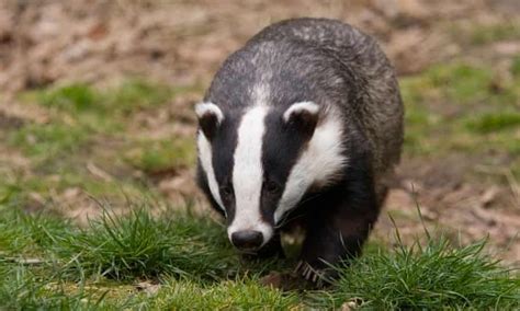 Badger Cull Failed Humaneness Test Independent Panel Finds Badgers