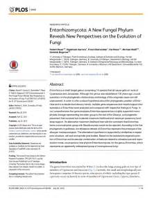 Pdf Entorrhizomycota A New Fungal Phylum Reveals New Perspectives On