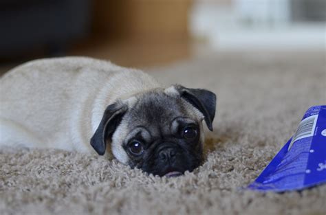 Guarding The Chocolate Drops Cute Pugs Pug Pictures Pugs