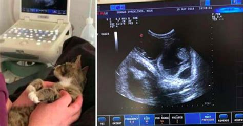 Cat Finds Out Shes Pregnant Freaks Out With Priceless Look On Face