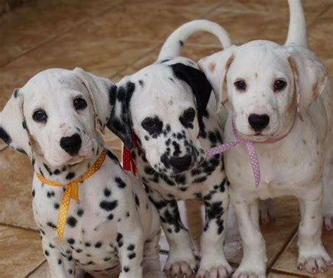 Select from premium dalmatian puppy of the highest quality. Omg I want the lemon spot puppy! | Cute baby animals, Cute animals, Cute dogs
