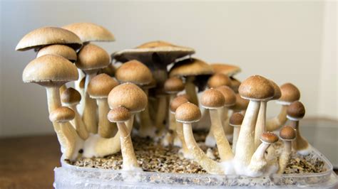 The Grow Your Own Mushrooms Guide Mushroom Insider
