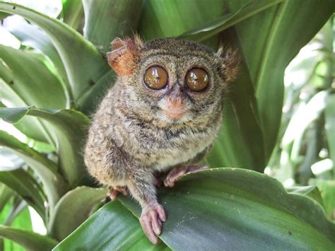 Tarsiers Strange And Threatened Primates Of Southeast Asia Owlcation