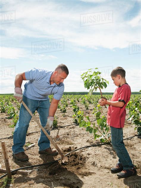 Father And Son 8 9 Planting Trees In Tree Farm Stock Photo Dissolve