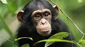 il mondo delle scimmie - YouTube