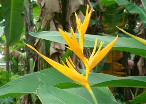 More Cool Tropical Plants You Can Find At Exotica Tropicals Exotica