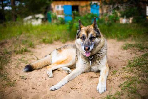 A german shepherd husky mix is an ideal dog for families who have energetic children. German Shepherd Husky Mix - An Ultimate Guide - PetDT