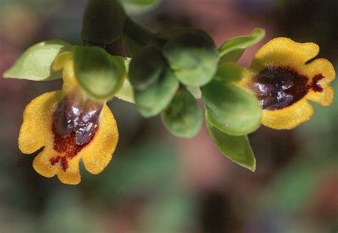 Obrázek - Ophrys lutea subsp. galilaea (tořič žlutý) | BioLib.cz