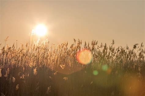 Reeds At Sunset Beautiful Sunset With A Reed Stock Image Image Of