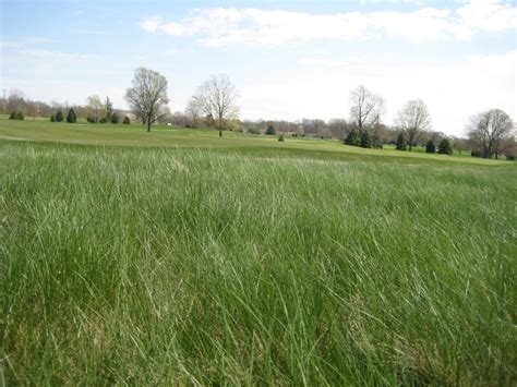 Fine Fescues And Golf Courses In 2021 Fescue Golf Courses Turf