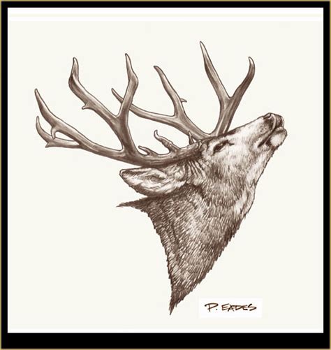 I will teach you how you can draw a cool looking deer in 10 steps. Peter Eades Original Wildlife Images