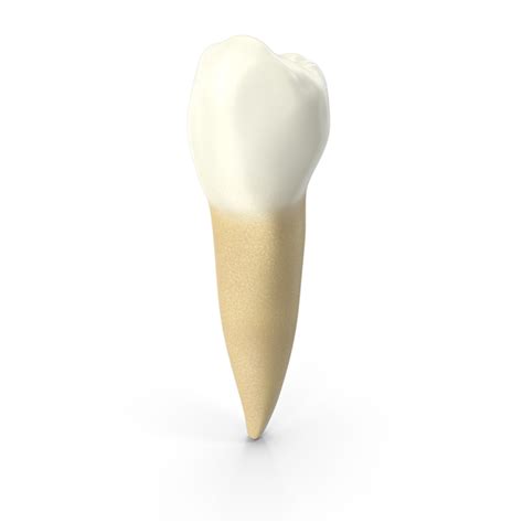 Human Teeth Lower Second Premolar Png Images And Psds For Download