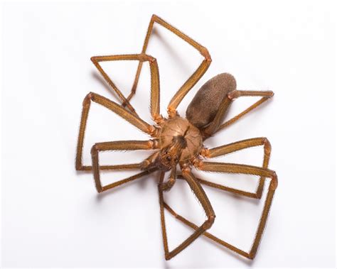 Where Do Brown Recluse Spiders Live Johnson Pest Control